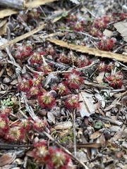 Drosera micrantha