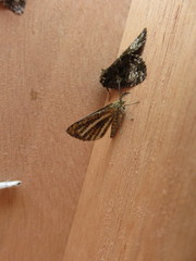 Isturgia limbaria