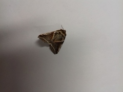 Habrosyne pyritoides