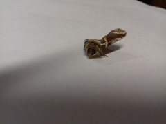 Habrosyne pyritoides