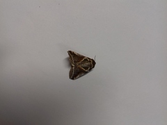 Habrosyne pyritoides