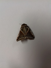 Habrosyne pyritoides