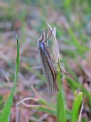 Crambus laqueatellus