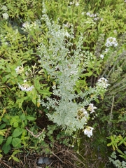 Artemisia absinthium