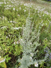 Artemisia absinthium
