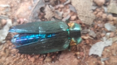 Belionota prasina