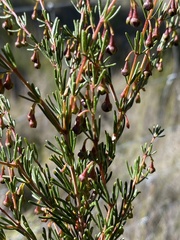 Boronia megastigma