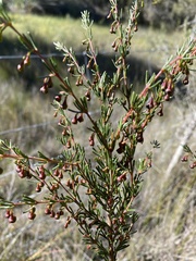 Boronia megastigma