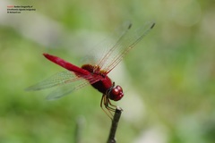 Urothemis signata insignata