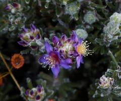 Calytrix violacea