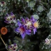 Calytrix violacea - Photo (c) Margaret Langley, some rights reserved (CC BY), uploaded by Margaret Langley