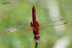 Urothemis signata insignata