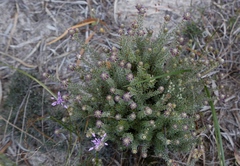 Calytrix violacea