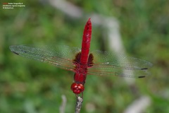 Urothemis signata insignata