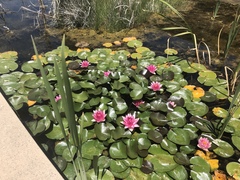 Nymphaea rubra