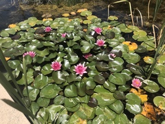 Nymphaea rubra