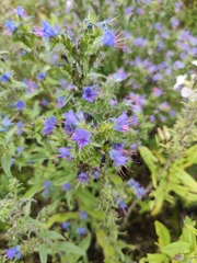 Echium vulgare