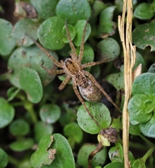 Pardosa pseudoannulata