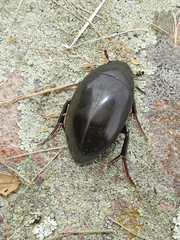 Hydrophilus ovatus