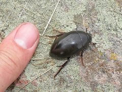 Hydrophilus ovatus