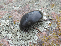 Hydrophilus ovatus