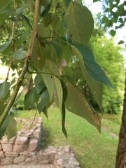 Populus × canadensis
