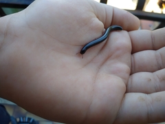 Pachyiulus oenologus