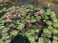Nymphaea rubra