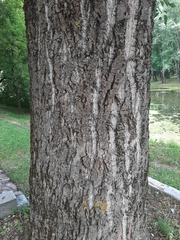 Populus × canadensis
