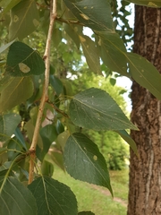 Populus × canadensis