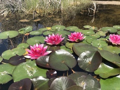 Nymphaea rubra