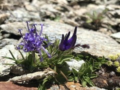 Phyteuma globulariifolium