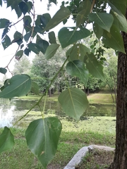 Populus × canadensis