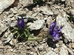 Phyteuma globulariifolium