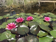 Nymphaea rubra