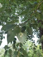 Populus × canadensis