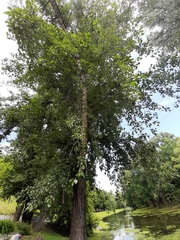 Populus × canadensis