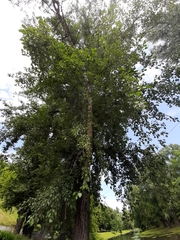 Populus × canadensis