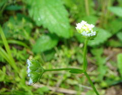 Valerianella radiata