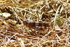 Oedipoda charpentieri