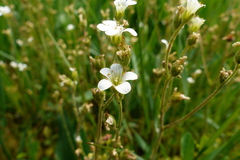 Saxifraga granulata