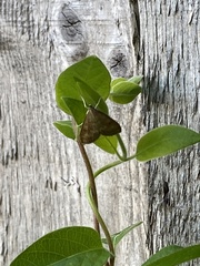 Udea fulvalis