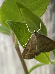 Udea fulvalis
