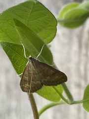 Udea fulvalis