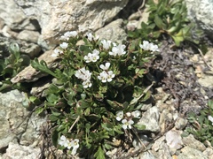 Cardamine resedifolia