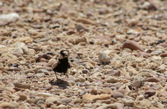 Eremopterix nigriceps