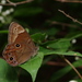 Diana Treebrown - Photo (c) harum.koh, some rights reserved (CC BY-NC-SA), uploaded by harum.koh