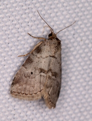 Hyperstrotia pervertens