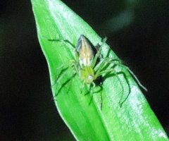 Oxyopes birmanicus
