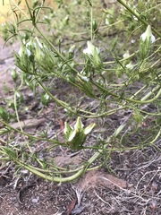 Cordylanthus rigidus setigerus